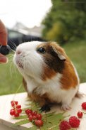 Guinea Pig Wallpapers HD screenshot 4