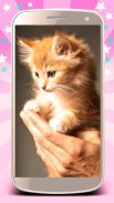 Cute cats live wallpaper screenshot 3