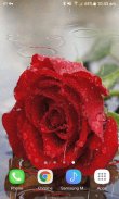 Dewy Rainy Rose LWP screenshot 2