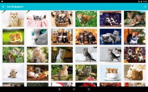 Cat Wallpapers! screenshot 0