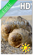 Sea shell Live Wallpaper screenshot 0