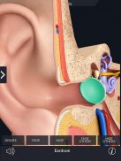 My Ear Anatomy screenshot 10