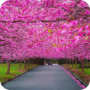 Spring Scenery Wallpaper Icon