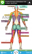 Cartões Flash Anatomia screenshot 2