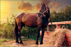 Horses Jigsaw Puzzles screenshot 5