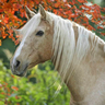 Horse Breeds Gallery Icon