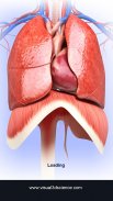 Respiratory System Anatomy screenshot 1
