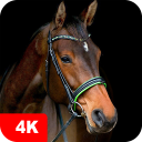 Horse Wallpapers 4K icon