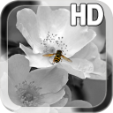 Black White Flower LWP Icon