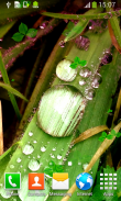 papéis de parede vivo chuva screenshot 3