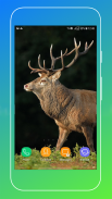 Deer Wallpapers screenshot 2