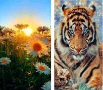 Animal & Nature Wallpapers with Video screenshot 4