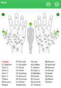 Hand Chart  / for Reflexology screenshot 0