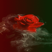 Smoky Red Rose LWP screenshot 3