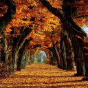 Autumn Wallpaper HD Icon