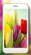 Springs Tulips Live Wallpaper screenshot 1