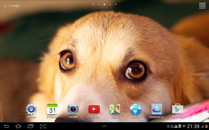 Cute Puppies Live Wallpaper screenshot 1