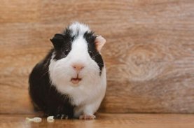 Guinea Pig Wallpapers HD screenshot 1