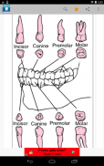 Dental Dictionary by Farlex screenshot 11