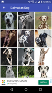 Dalmatian Dog HD Image screenshot 0