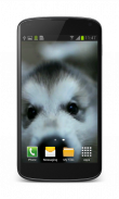 Little Puppy Video Wallpaper screenshot 0