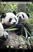 Pandas Adoráveis ​​viver Wallpaper screenshot 1