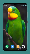 Parrot Wallpapers 4K screenshot 15