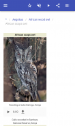 Owls screenshot 10