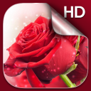 Red Roses Live Wallpaper HD Icon