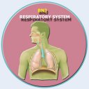 Human Respiratory System