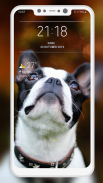 Boston Terrier Wallpaper screenshot 2