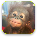 Baby Monkey Live Wallpaper Icon