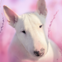 Bull Terier Dog Simulator Icon