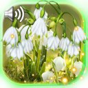 Snowdrops Springs Early