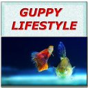 Guppy Lifestyle