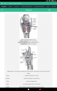 Muscle Anatomy Reference Guide screenshot 10