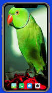 Parrot Wallpaper HD screenshot 1