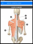 Anatomy Atlas for Students - Lite Version screenshot 1