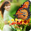 Butterfly Frame Collage Icon