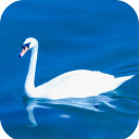 Swan Wallpaper HD Icon