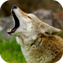 Coyote Sounds