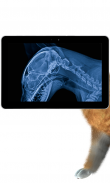 Pet Xray- Prank screenshot 1