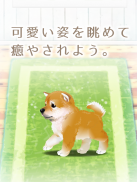 癒しの子犬育成ゲーム〜柴犬編〜 screenshot 6