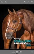 Barrel Horse News Stallion screenshot 5