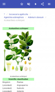 Plantes nuisibles screenshot 14