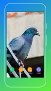 Pigeon Wallpaper screenshot 2