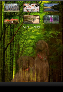 Pet Poison App VETCPD screenshot 2