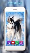 Husky Dogs Free Live Wallpaper screenshot 2