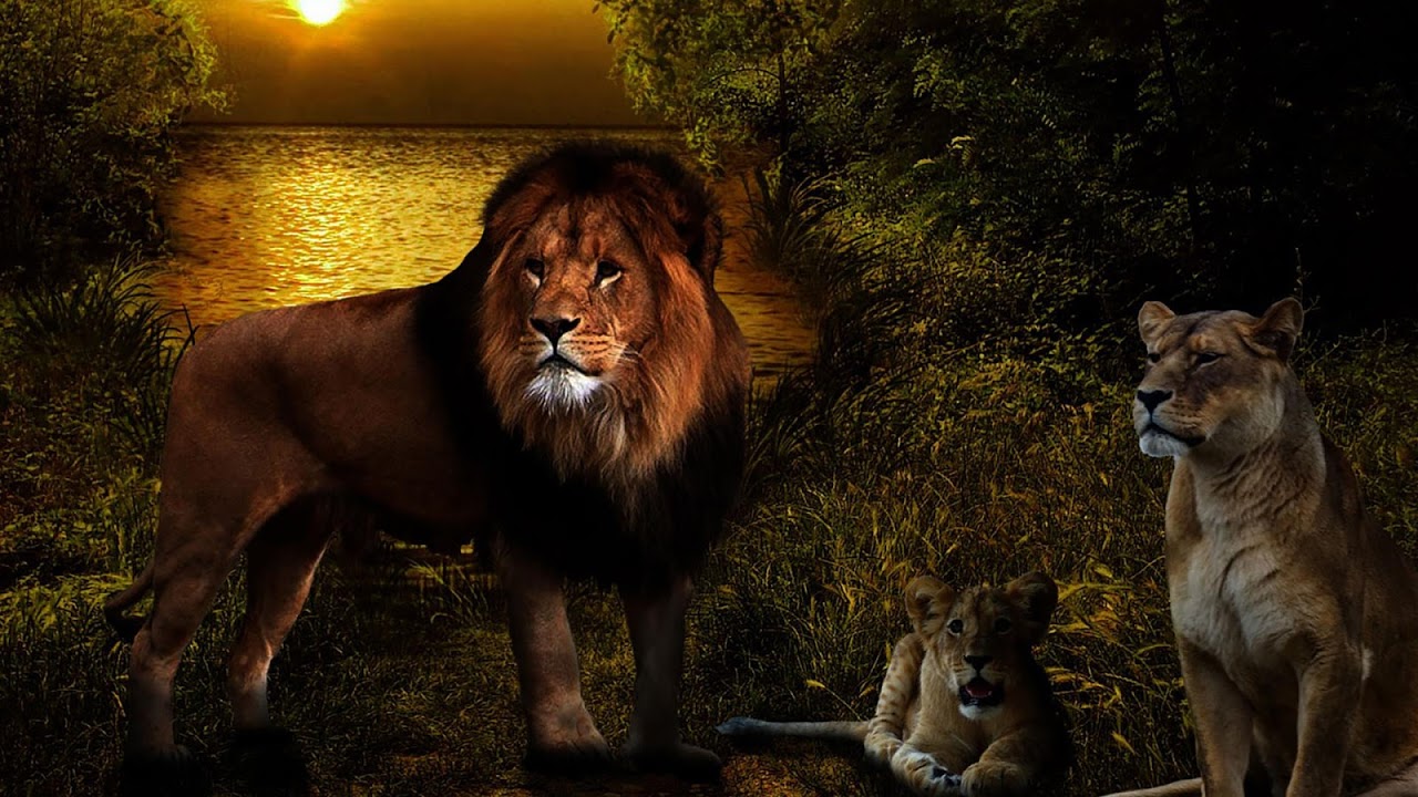 Bạn là một người yêu thích động vật hoang dã và muốn tìm kiếm những ảnh đẹp và ấn tượng? Với hình ảnh sư tử 4D, bạn sẽ được trải nghiệm một thế giới hoang dã đúng nghĩa với đường nét sắc sảo và chi tiết tinh tế.
