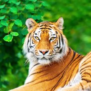 Tiger Live Wallpaper screenshot 2